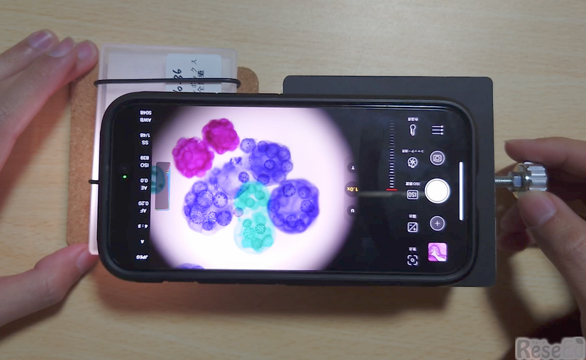 ボルボックスの標本を観察しているようす