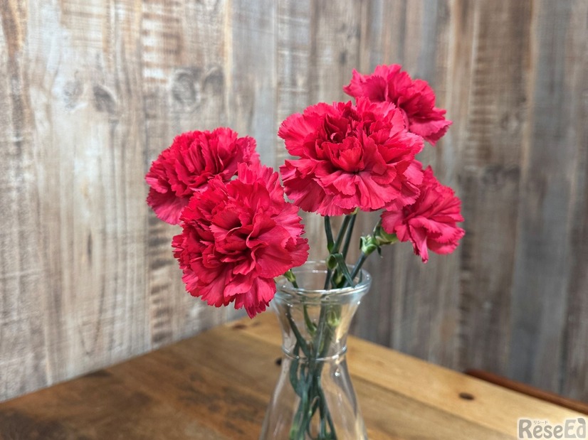 カーネーション