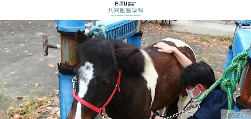 鳥取大学：農学部 共同獣医学科