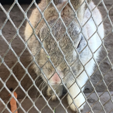 【相談対応Q&A】学校で生き物を飼いたい 画像