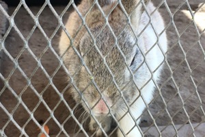 【相談対応Q&A】学校で生き物を飼いたい