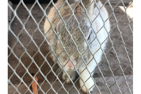 【相談対応Q＆A】学校で生き物を飼いたい 画像