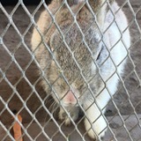 【相談対応Q＆A】学校で生き物を飼いたい 画像