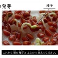 ふりがな（ルビ）付きの「やさしい字幕」が表示されたICT教材eboardの映像授業