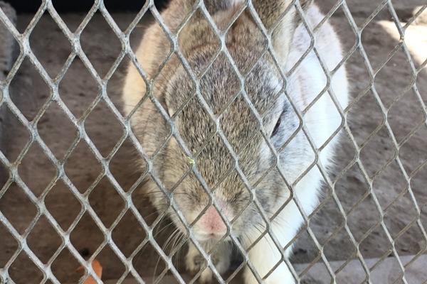 【相談対応Q＆A】学校で生き物を飼いたい 画像