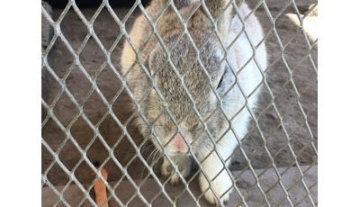 【相談対応Q&A】学校で生き物を飼いたい 画像