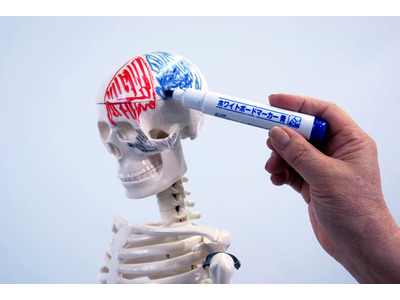 描いて消せる骨モデル標本、解剖学学習教材を発売 画像