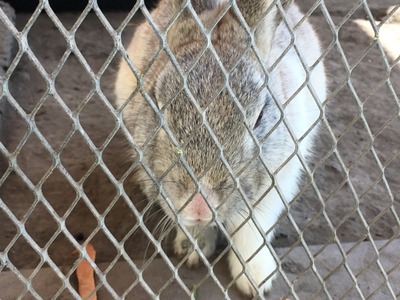 【相談対応Q&A】学校で生き物を飼いたい 画像